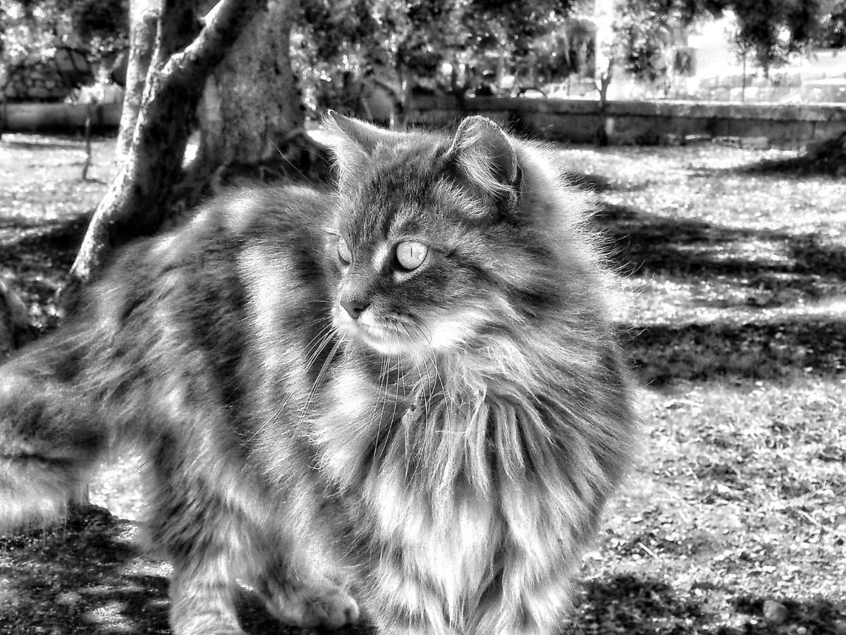 לוקורוטונדו La Cummersa Del Gatto מראה חיצוני תמונה